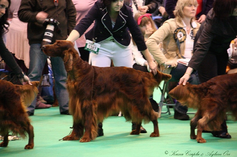 Crufts2011_2 028.jpg